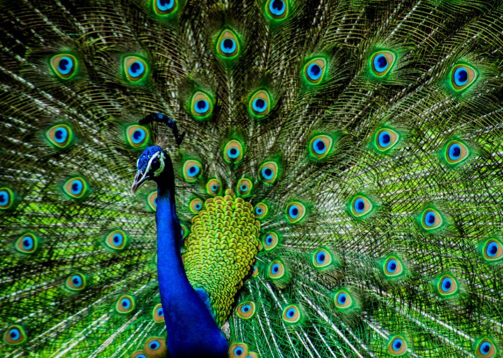 Why do peacocks have such showy feathers?